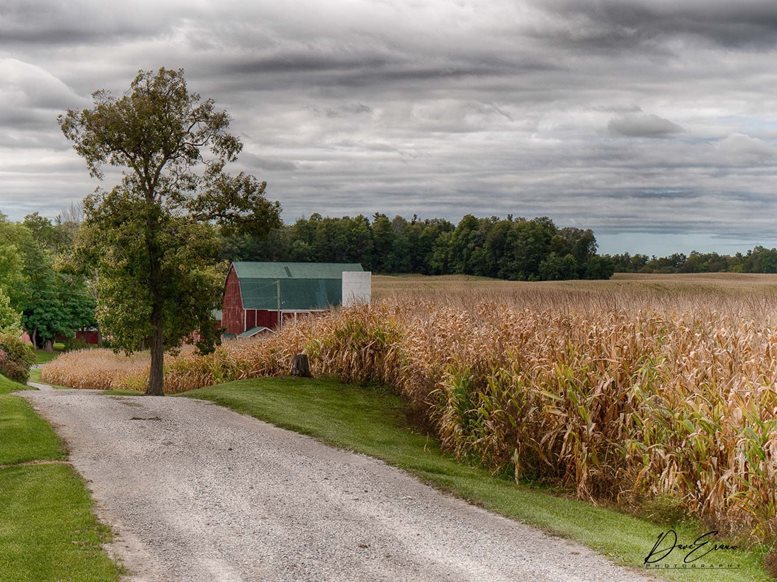 A country road next to a field of corn with a barn in the distance